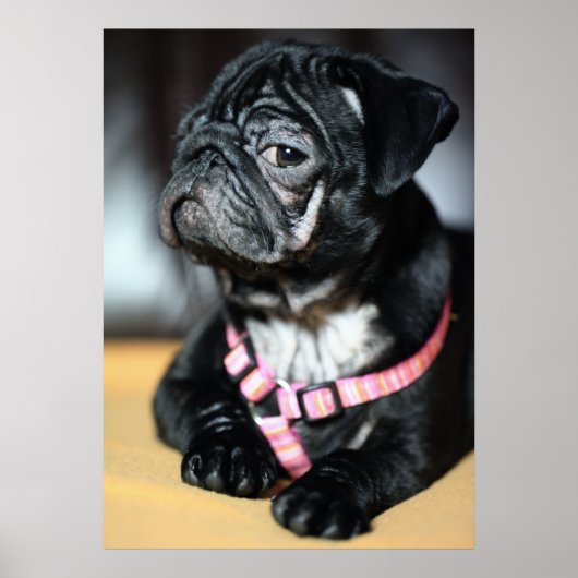 Mops Poster (Voorkant)