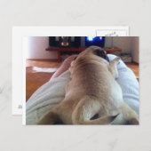 Mops relaxen briefkaart (Voorkant / Achterkant)
