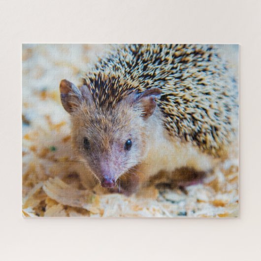 Mopshagedis, Legpuzzel (Horizontaal)