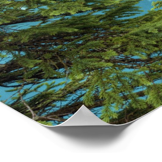 Moraine Lake Pano Poster (Hoek)