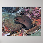 Moray Emerging Poster (Voorkant)