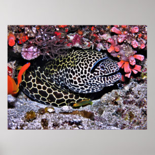 Moray en Friends Poster