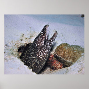 Moray in Cozumel Poster