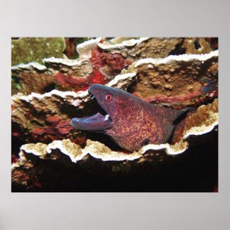 Moray in het koraal poster