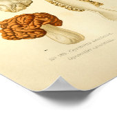  Morchella Brown paddenstoelen Kunst print Frans (Hoek)