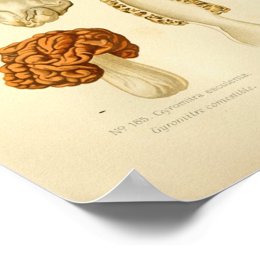  Morchella Brown paddenstoelen Kunst print Frans (Hoek)