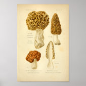  Morchella Brown paddenstoelen Kunst print Frans (Voorkant)