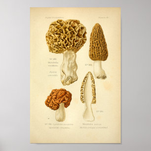  Morchella Brown paddenstoelen Kunst print Frans