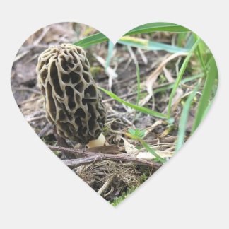 Morchella esculenta, Black Morel, Morel Mushroom Hart Sticker
