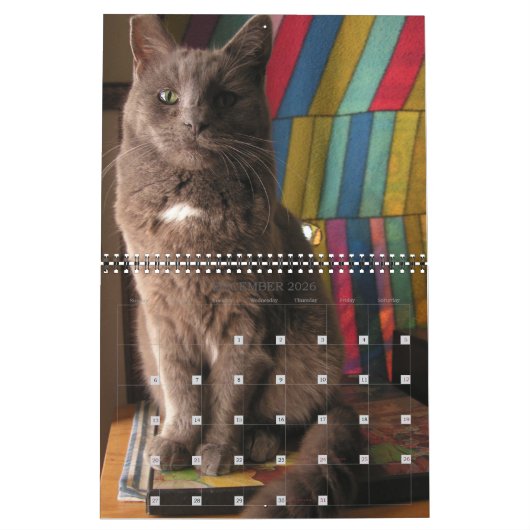 Mordi, Basil & Friends Kattenkalender 2025 Kalender (Dec 2026)