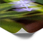 moreia branca poster (Hoek)