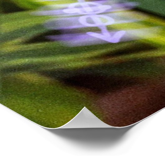 moreia branca poster (Hoek)