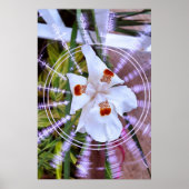 moreia branca poster (Voorkant)