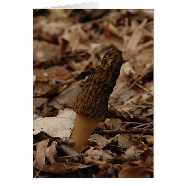 Morel (Voorkant)