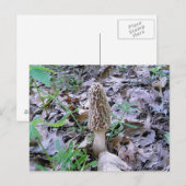 Morel briefkaart (Voorkant / Achterkant)