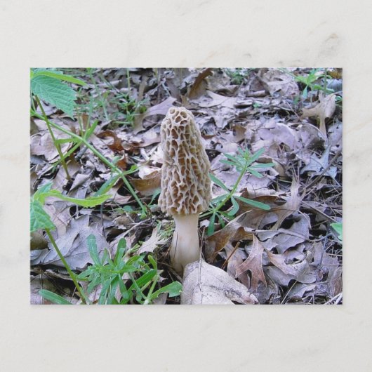 Morel briefkaart (Voorkant)