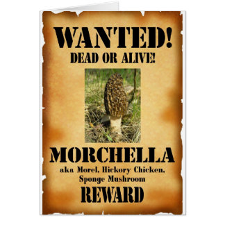 Morel - Gezocht Poster