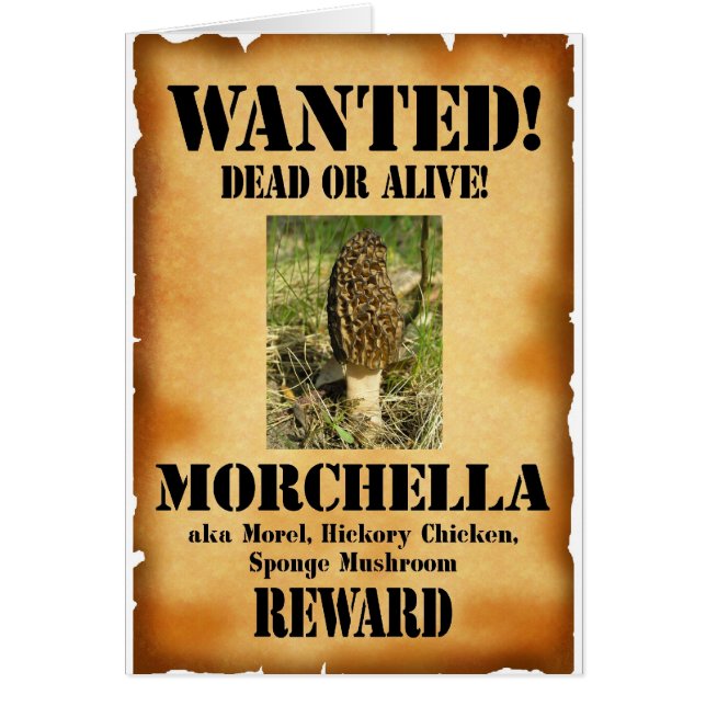 Morel - Gezocht Poster (Voorkant)