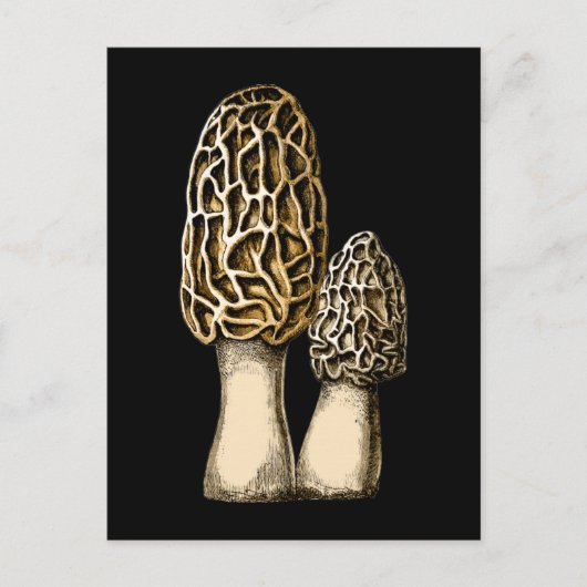 Morel Mushroom  Botanische illustratie Briefkaart (Voorkant)