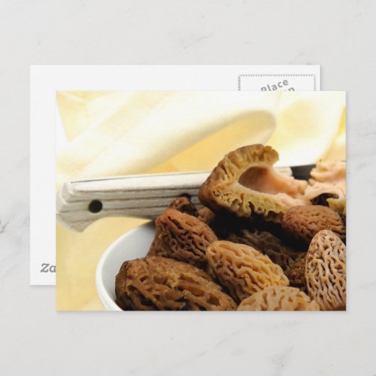 Morel Mushroom Briefkaart (Voorkant / Achterkant)