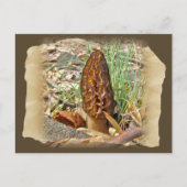 Morel Mushroom Briefkaart (Voorkant)