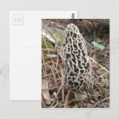 Morel Mushroom briefkaart (Voorkant / Achterkant)