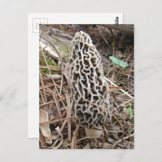 Morel Mushroom briefkaart (Voorkant / Achterkant)