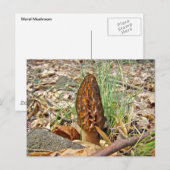 Morel Mushroom Briefkaart (Voorkant / Achterkant)