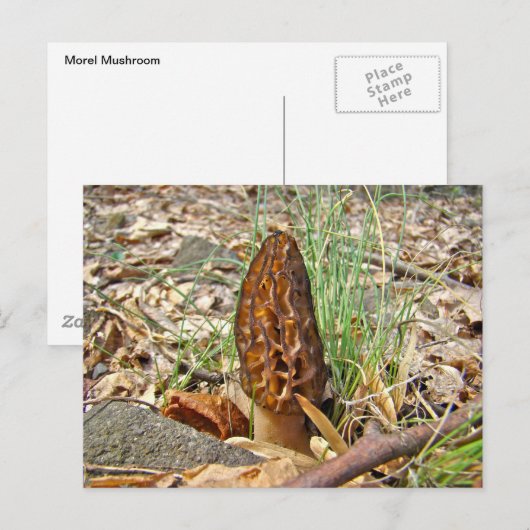 Morel Mushroom Briefkaart (Voorkant / Achterkant)