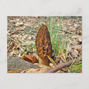 Morel Mushroom Briefkaart