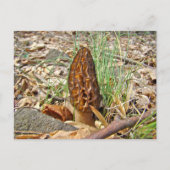 Morel Mushroom Briefkaart (Voorkant)