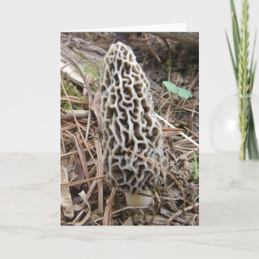 Morel Mushroom Kaart (Voorkant)