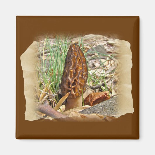 Morel Mushroom Magneet (Voorkant)