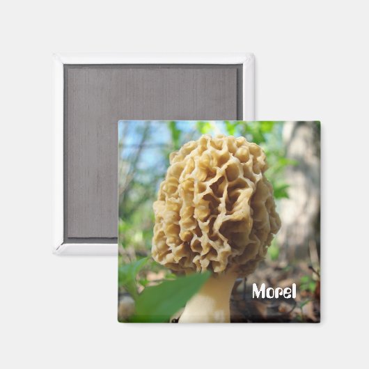 Morel Mushroom Magnet (Voorkant / Achterkant)
