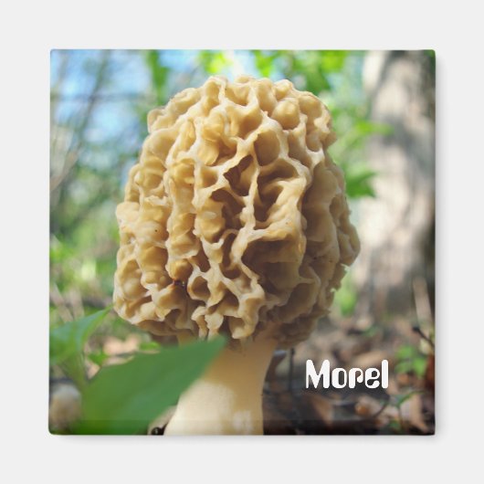 Morel Mushroom Magnet (Voorkant)