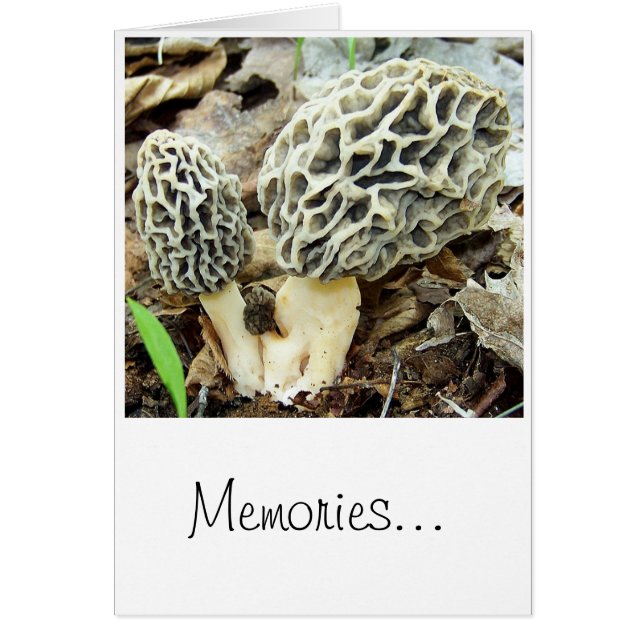 Morel Mushroom Memories (Voorkant)