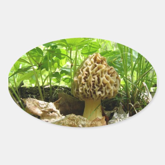 Morel Mushroom - "Ondergedoken" Sticker (Voorkant)