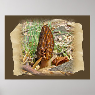 Morel Mushroom Poster