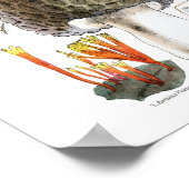 Morel Mushroom Poster (Hoek)