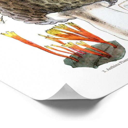 Morel Mushroom Poster (Hoek)