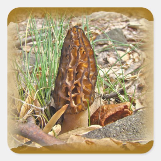 Morel Mushroom Vierkante Sticker (Voorkant)