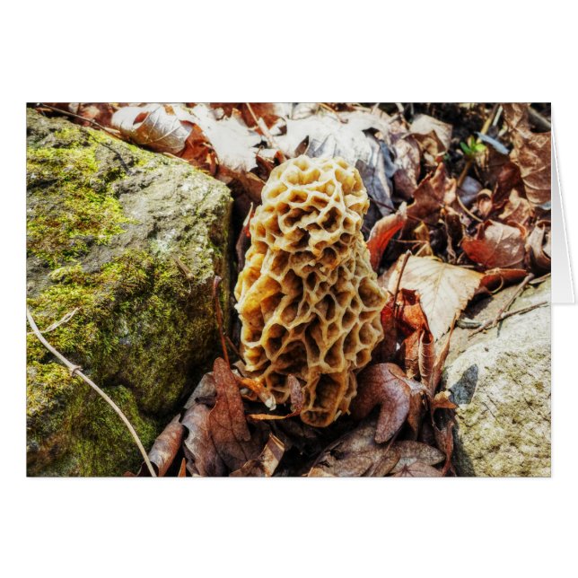 Morel paddenstoel in het wild (Voorkant Horizontaal)