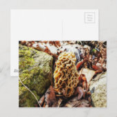 Morel paddenstoel in het wild briefkaart (Voorkant / Achterkant)