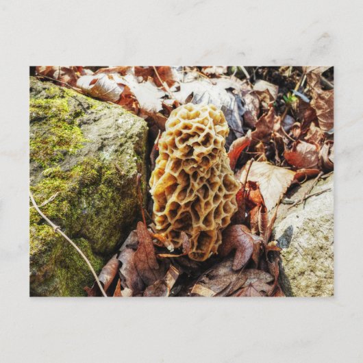 Morel paddenstoel in het wild briefkaart (Voorkant)