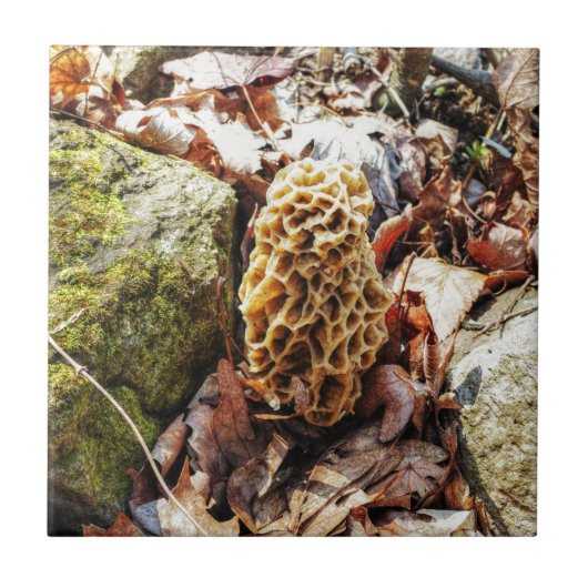 Morel paddenstoel in het wild tegeltje (Voorkant)