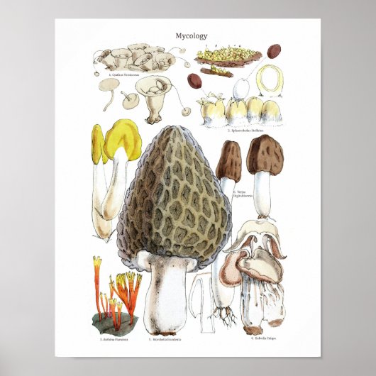 Morel Paddenstoelen Poster (Voorkant)