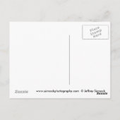 Morels en King Bolete Briefkaart (Achterkant)