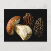 Morels en King Bolete Briefkaart (Voorkant)