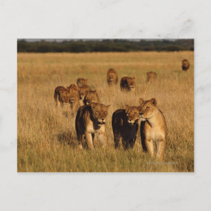 Moremi Wildlife Reserve, Botswana Briefkaart