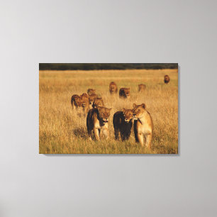 Moremi Wildlife Reserve, Botswana Canvas Afdruk